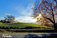 Delaware