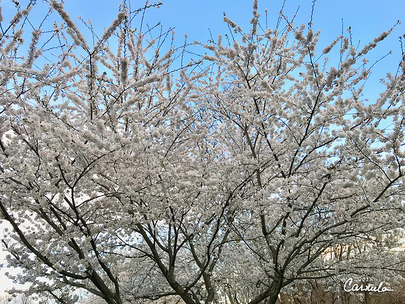 Cherry Trees
