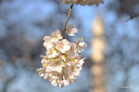 Cherry Blossom 2019
