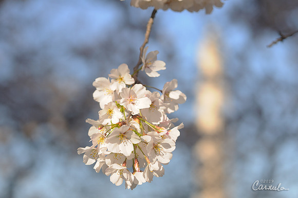 Cherry Blossom 2019