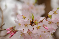 Cherry Blossoms