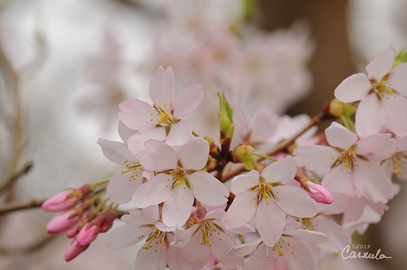 Cherry Blossoms