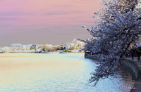 Cherry Blossom 2019