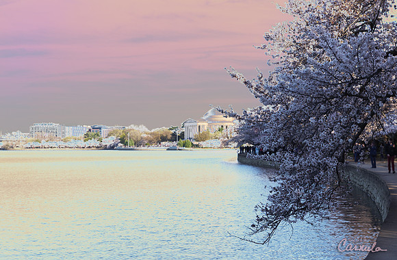 Cherry Blossom 2019
